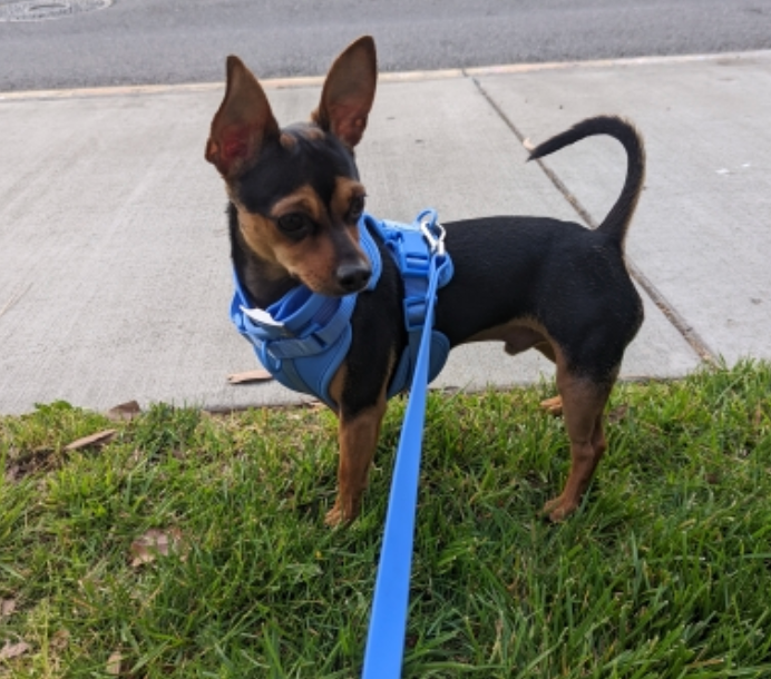 Set Harness, Leash, Collar and Poop Bag carrier - CARMEN