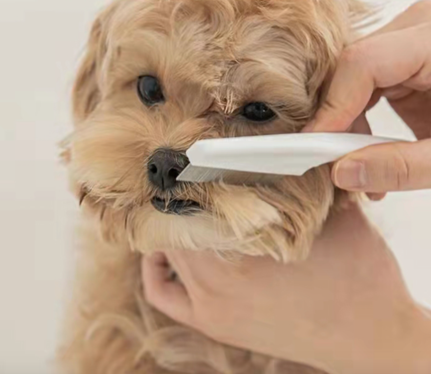 Pet Grooming Comb - CELINA